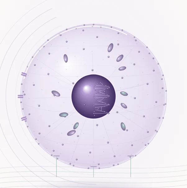 Interactive 3D model showing how a cell responds to gentle mechanical movement
